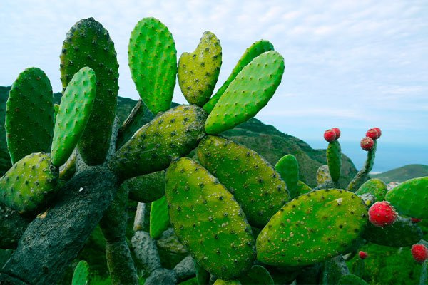 9-beneficios-del-nopal-salud-y-bienestar